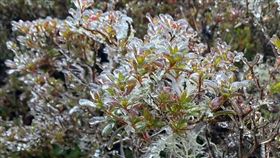 霧淞　（圖／翻攝自太平山國家森林遊樂區）