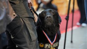 新北警犬光榮退役，市警局特別籌辦榮退儀式。（圖／警方提供）