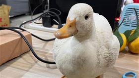 寵物柯爾鴨走失老翁帶回  涉侵占遺失物新北市新莊區日前發生一隻寵物「柯爾鴨」走失，曾姓飼主報案提告侵占遺失物。拾獲鴨子的邱姓老翁向警方供稱，他看到鴨子在路上亂走，擔心被車輛追撞，才會先將牠帶回安置；飼主了解事件原委後想撤告，不過侵占遺失物為公訴罪，無法撤告。（翻攝照片）中央社記者趙敏雅傳真  113年12月19日