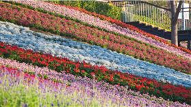 擁有「台版富良野」美稱的「三層崎花海」。（圖／台北市公園處提供）