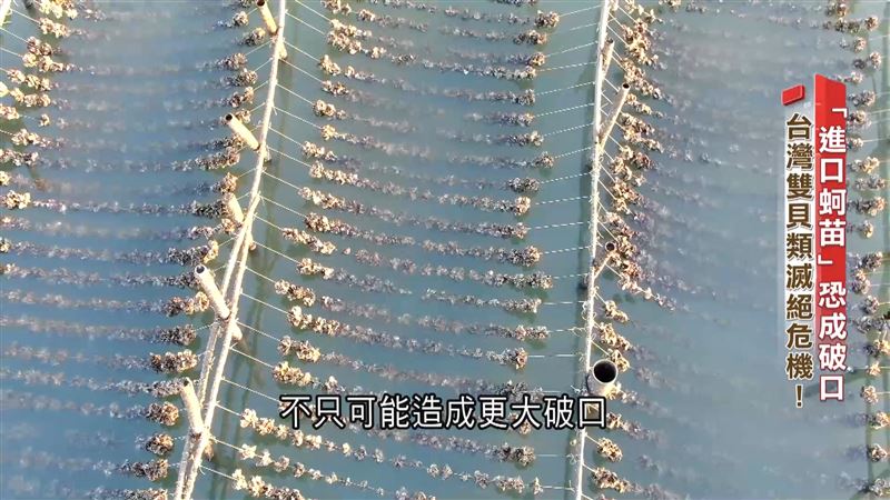 進口蚵補足「缺口」　台灣牡蠣產量逐年降