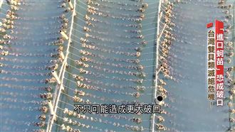 進口蚵補足「缺口」　台灣牡蠣產量逐年降