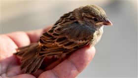摸鳥,趁機猥褻,妨害性自主,