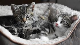 ▲貓。（示意圖／翻攝自pixabay） 