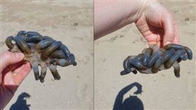 澳洲海灘驚見詭異生物「黑手指交纏」　連科學家都沒看過：恐有劇毒