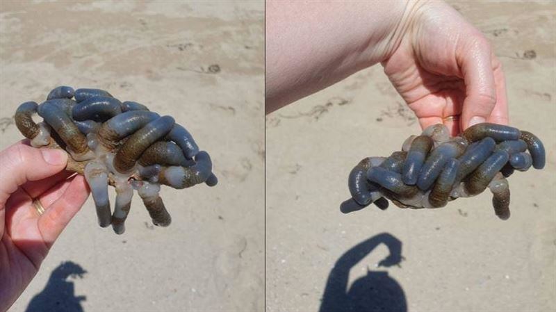 澳洲海灘驚見詭異生物　科學家：恐有劇毒