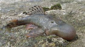 秘魯當地發現的新品種魚類。（圖／翻攝自YouTube）