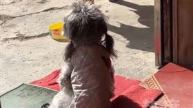 女童「滿頭白髮」坐門口曬太陽！一轉頭震驚全場：成精了（圖／翻攝自熱度新聞微博）