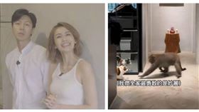 袁艾菲千萬美宅遭巨猴打劫　愛貓險被攻擊