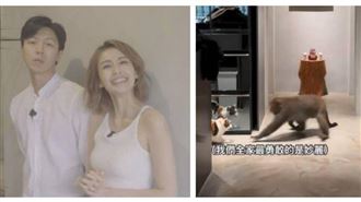 袁艾菲千萬美宅遭巨猴打劫　愛貓險被攻擊
