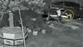 狡滑槍手隱身死角　他靠部落經驗以狗追凶