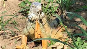 台南將辦綠鬣蜥防治教育訓練台南市政府農業局將於6日、13日各辦理1場綠鬣蜥防治人員教育訓練，完成課程者可獲發參訓證明，希望擴大移除量能。（台南市政府提供）中央社記者楊思瑞台南傳真 113年12月3日