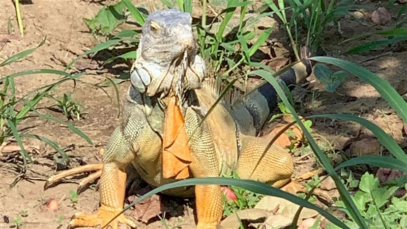 綠鬣蜥氾濫　高雄市12/30開辦獵龍捕捉班