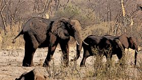 奈及利亞啟動《國家大象行動計畫》　力挽瀕危大象生存危機（圖／永續新聞網）