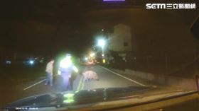 黑豬,外埔,台中,逃豬,圍捕（圖／翻攝畫面）