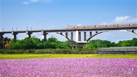 苗栗三義鯉魚潭村，波斯菊花海寫意浪漫！（圖／台灣旅行趣）