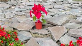 死後49，媽媽淚滴女兒花葬墳前，自責無能對不起。（圖／翻攝自Threads）
