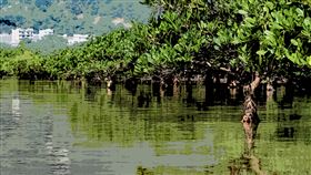 全球首屆紅樹林會議聚焦保護與復育：啟動「紅樹林突破」行動（圖／永續新聞網）