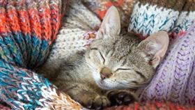 ▲貓（示意圖／翻攝自pixabay）