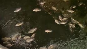 河道,柳川,特色,旅客,民眾,台中市,耶誕節