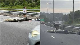 巨鱷爬進高速公路遭轎車撞上，當場翻肚死亡。（圖／翻攝自臉書）