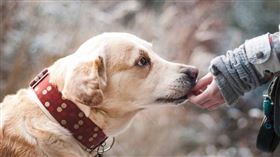 大陸一對夫妻遛狗時狗狗掙脫，意外嚇到一名陳姓路人，導致對方遭撞身亡，被告上法院，最終賠償45萬元人民幣（約新台幣200萬元）給受害者家屬。（示意圖／Pixabay）