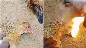影／詭異！12隻雞集體暴斃　屍體「嘴裡噴火」嚇壞主人