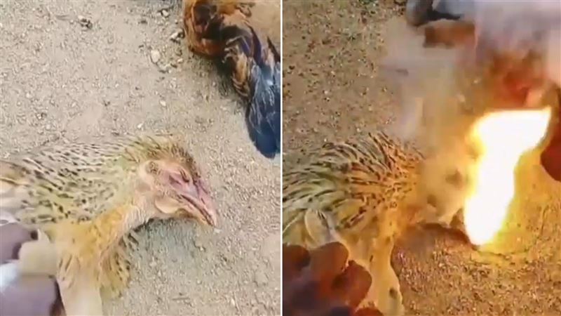 影／詭異！12隻雞集體暴斃　屍體嘴裡噴火