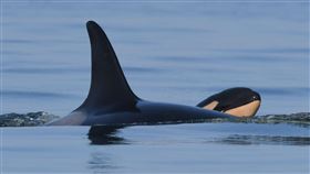 虎鯨媽媽曾伴已死亡幼崽的屍體游泳17天。（圖／翻攝自CWS官方網站）