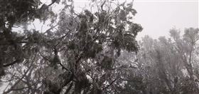 太平山降冰霰 （圖／太平山提供）