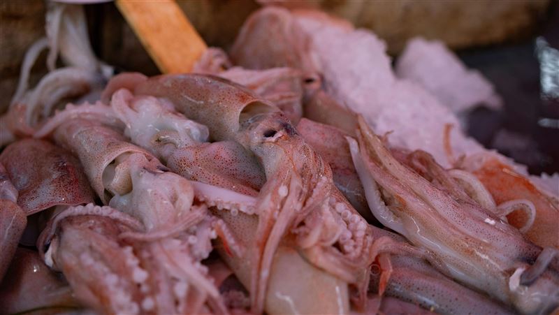 日花枝漁獲銳減拉警報　生態浩劫急壞老饕