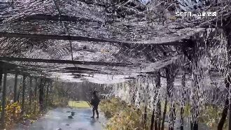 武陵農場結冰晶美景交織！臘梅愈冷愈綻放