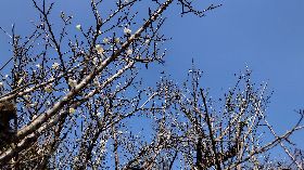 嘉義梅山公園梅花漸開（2）