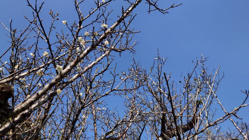 梅山公園梅花已開1成　下一波等寒流