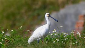 曾中毒獲救 黑琵T69連9年返台破紀錄有特殊黃臉的黑面琵鷺T69在台南水流媽廟附近中毒獲救後，每年回原處過冬，締造連9年回台江的最久紀錄。（台江國家公園管理處提供）中央社記者高華謙傳真 113年12月29日