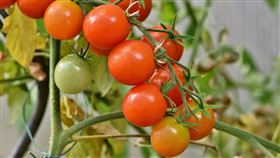 小蕃茄(圖/pixabay)