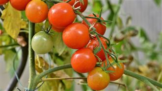 番茄防癌！吃錯等於白吃 關鍵2步營養大增