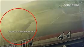 梅花鹿車城現蹤！撞汽車「落跑」　駕駛求償無門
