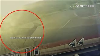 梅花鹿撞汽車落跑　駕駛求償無門