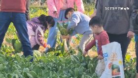 A貪心拔蘿蔔1800