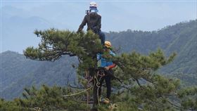 誇張，為拍照，竟爬鳶嘴山峭壁上的樹，山友罵翻，危險，(圖／翻攝自肉腳登山隊)