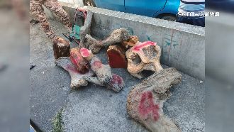 山老鼠假狩獵真盜木！一條龍變賣提煉精油