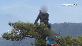 文 鳶嘴爬樹團1800