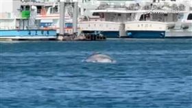 海豚游進澎湖馬公港 嬉戲躍出海面民眾爭睹