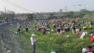 過年好彩頭！萬巒千人拔蘿蔔　體驗農家樂