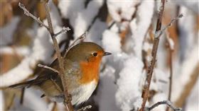 12星座1月運勢排行榜。（示意圖／pixabay）