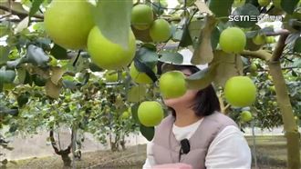 颱風多影響收成！　蓮霧、蜜棗量減價高