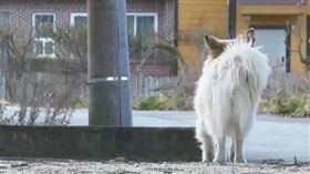 靈光郡村一家九口旅行搭上死亡班機，家中狗狗還在等飼主回家。（圖／翻攝自TV朝鮮）