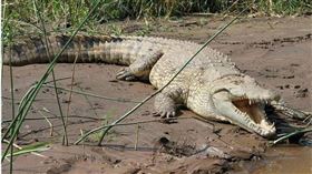 死者被發現的地點距離大馬路約500公尺，是鱷魚的棲息地。（示意圖／翻攝自Pixabay）