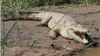 求愛人妻遭拒…惡男綁架她5歲女兒餵鱷魚